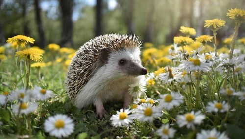 KI generated, animal, animals, mammal, mammals, young hedgehog (Erinaceidae), sitting in flower