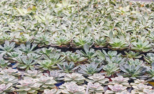 Small succulent plants background. greenhouse, top view, floral texture