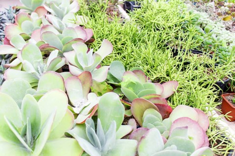 Various types of succulent in flower pots in the greenhouse. Closeup, selective focus