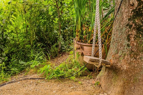 Rope swing tide to tree trunk with green plants in background in South Korea