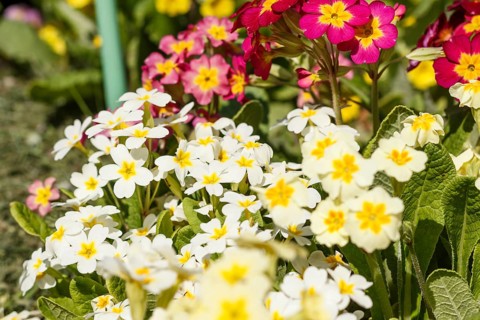 Primrose or primula in the spring garden. Purple, pink, yellow, white primroses in spring garden