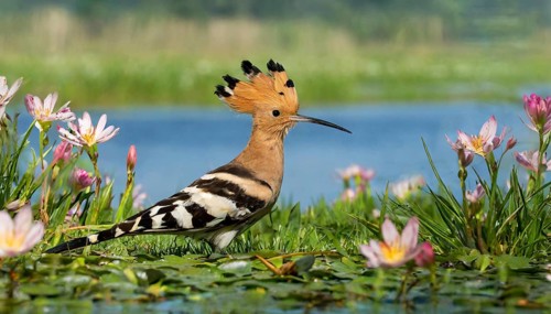 KI generated, animal, animals, bird, birds, biotope, habitat, a, individual, water, reeds, water
