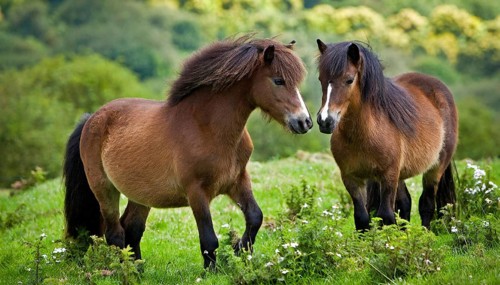 KI generated, animal, animals, mammal, mammals, biotope, habitat, two, mares, foraging, wildlife,