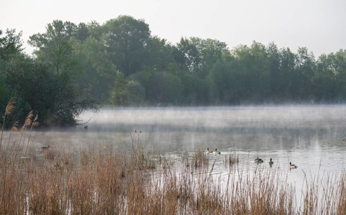 Wetland, lake, alluvial forest, morning mist, grey geese (Anser anser), Barnbruchswiesen and