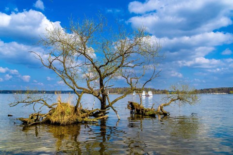 Uprooted tree in Wannsee, Berlin, Germany, Europe