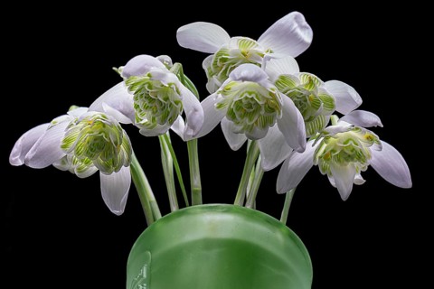 Double snowdrops (Galanthus nivalis) in a green vase on a dark background, Bavaria, Germany, Europe