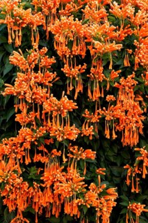Flamevine or orange trumpet vine (Pyrostegia venusta) Feuer auf dem Dach, Feuerranke, La Palma,
