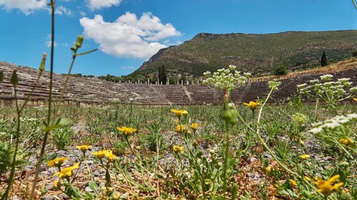 An ancient amphitheatre with a variety of wild meadow flowers in the foreground, stadium,