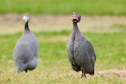 Helmeted guineafowl (Numida meleagris) on a meadow, Bavaria, Germany, Europe