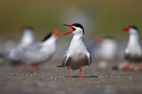 Common Tern (Sterna hirundo), calling in breeding colony, Danube Delta Biosphere Reserve, Romania,