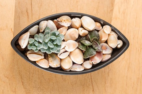 Small succulents in a ceramic pot on a wooden background