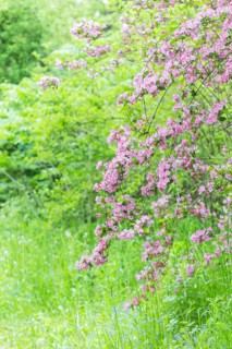 Weigela flowering branch in the botanical garden in spring