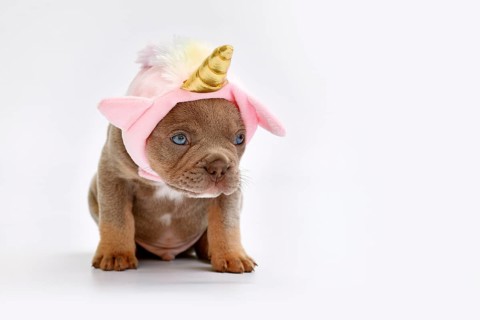 Cute French Bulldog dog puppy with cute pink unicorn hat with golden horn