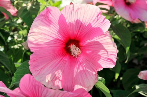 Flowering Hibiscus cultivar Red Heart (Hibiscus syriacus cultivar Red Heart) Florence, Tuscany,
