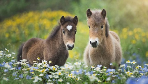 KI generated, animal, animals, mammal, mammals, biotope, habitat, two, flower meadow, foraging,