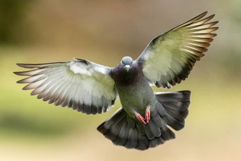 City dove (Columba livia forma domestica) in flight, wildlife, Germany, Europe