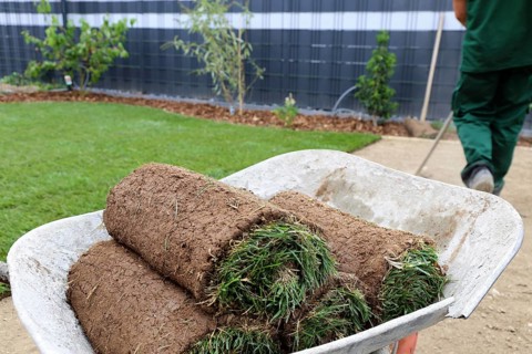 Gardener lays sod