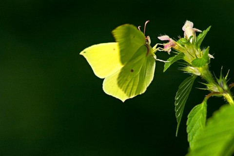 Brimstone (gonepteryx rhamni) on dead nettle (Lamium maculatum) Bavaria, Germany, Europe