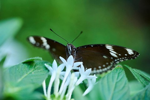 Common Mormon (Papilio polytes) sitting on a flower, Germany, Europe