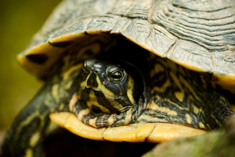 Red-eared slider (Trachemys scripta elegans) portrait, captive, Germany, Europe