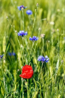 Red poppy flower (Papaver rhoeas), green barleys (Hordeum vulgare), cornflowers (Centaurea cyanus),