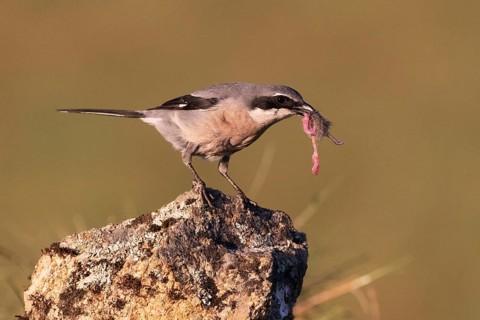 Iberian Grey Shrike (Lanius meridionalis), Southern Grey Shrike, with prey, Fuerteventura,