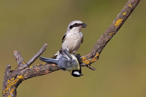 Great Grey Shrike (Lanius excubitor) with Great Tit as prey, Thuringia, Germany, Europe
