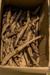 Tree and plant roots in shaded cardboard box in South Korea