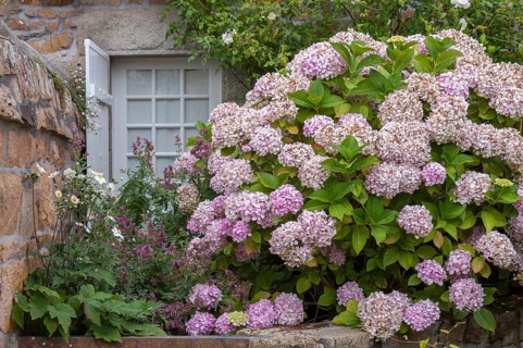 Window with flower bed, Brittany