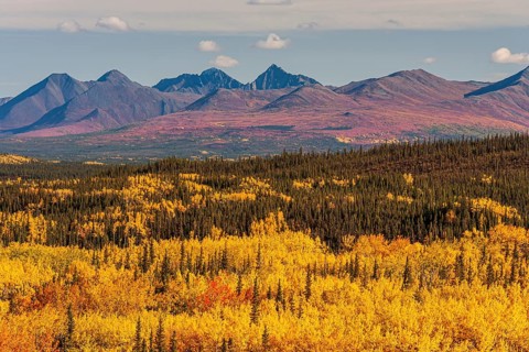 Autumn coloured aspens in front of mountains, Parks Highway, Alaska Range, Alaska, USA, North