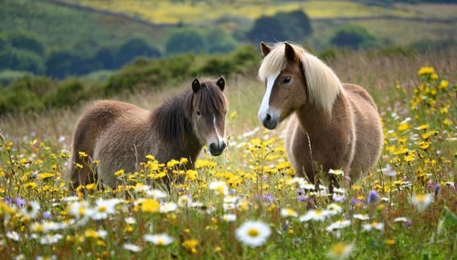 KI generated, animal, animals, mammal, mammals, biotope, habitat, two, flower meadow, foraging,