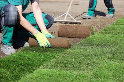 Gardener lays sod