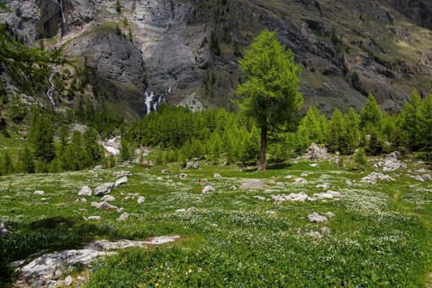Mountain stream, Alps, meadow, alpine pasture, nature, environment, climate, idyll, mountain world,