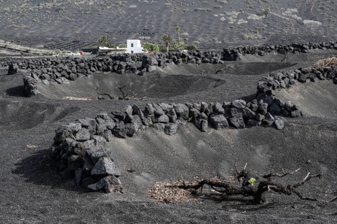 Wine growing in volcanic ash pits protected by dry stone walls, Yaiza, Lanzarote, Canary Islands,