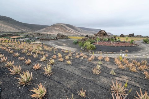 Aloe veras (Aloe vera), plantation, Haria, Lanzarote, Canary Islands, Spain, Europe