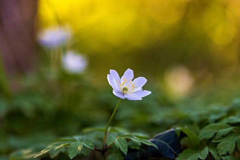 A white flower with yellow anthers, surrounded by green leaves, on a blurred green-yellow