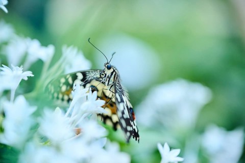 Lime butterfly (Papilio demoleus) sitting on a flower, Germany, Europe