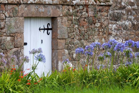 Lilies of the nile (Agapanthus) in front of a granite garden wall, Ile de Brehat, Brittany, France,