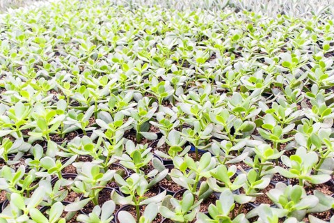 Small succulent plants background. greenhouse, top view, floral texture