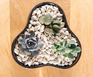 Small succulents in a ceramic pot on a wooden background