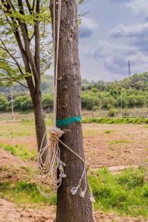 Rope hanging from and tied to tree in rural farmland in South Korea