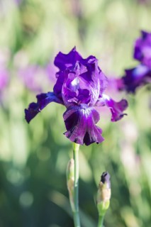 Colorful purple irises in a botanical garden