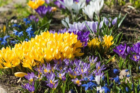 Crocuses blooming in the botanical garden in spring