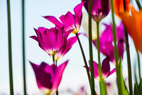 Blooming tulips, lakeside promenade, Ueberlingen, Lake Constance, Baden-Wuerttemberg, Germany,