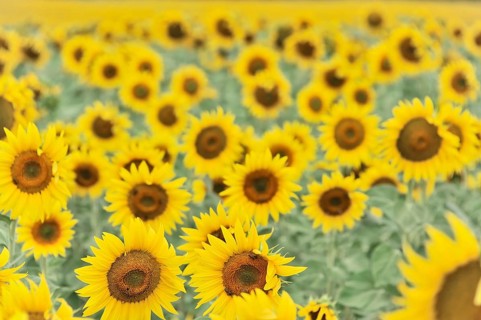 Sunflower field, sunflowers (Helianthus annuus), landscape south of Montepulciano, Tuscany, Italy,
