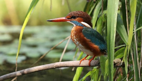 KI generated, animal, animals, bird, birds, biotope, habitat, a, individual, water, perch, reeds,