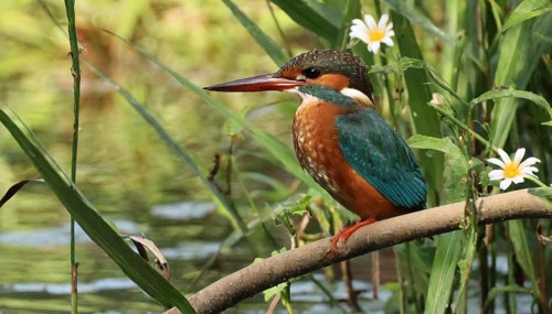 KI generated, animal, animals, bird, birds, biotope, habitat, a, individual, water, perch, reeds,