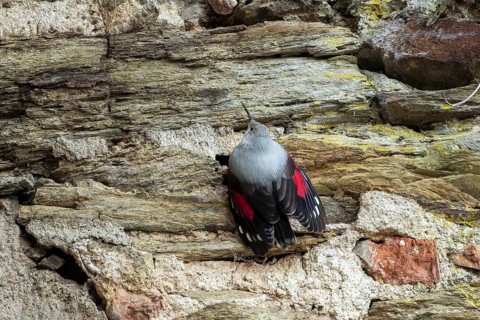 Wallcreeper (Tichodroma muraria) foraging on a wall, wildlife, Germany, Europe