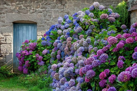 Blue door in a typical granite house, hydrangea bushes, Port Blanc, Brittany, France, Europe