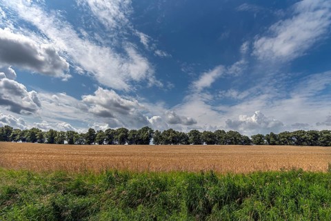 Avenue of large-leaved lindens (Tilia platyphyllos) Cornfield and cloudy sky, Rehna,
